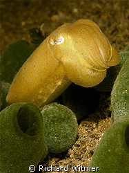 Cuttlefish in Anilao. This is a little guy, about 3.5 inc... by Richard Witmer 